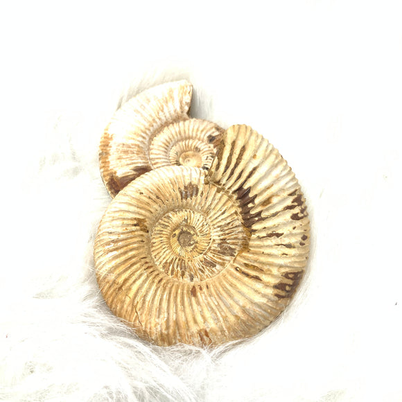 Ammonite Fossil