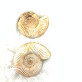 Ammonite Fossil